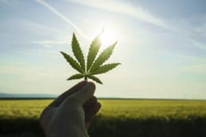 Cannabis Aktie kaufen