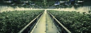 cannabis anbau
