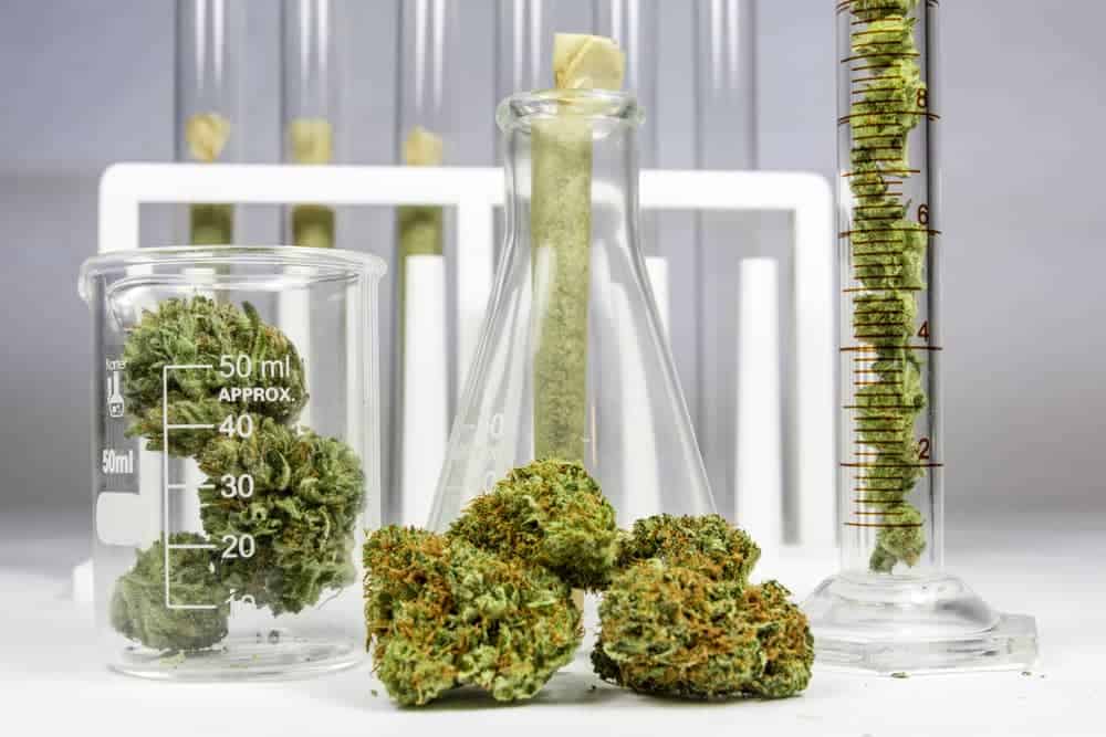 Cannabis Aktien anwendungen